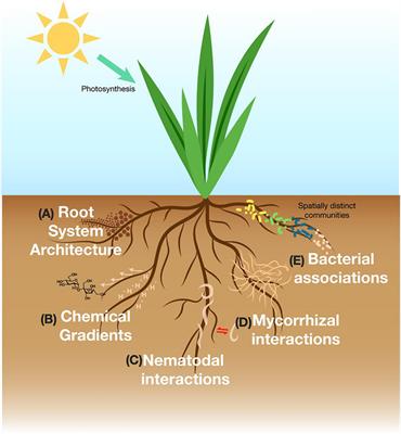 Specialized Plant Growth Chamber Designs to Study Complex Rhizosphere Interactions